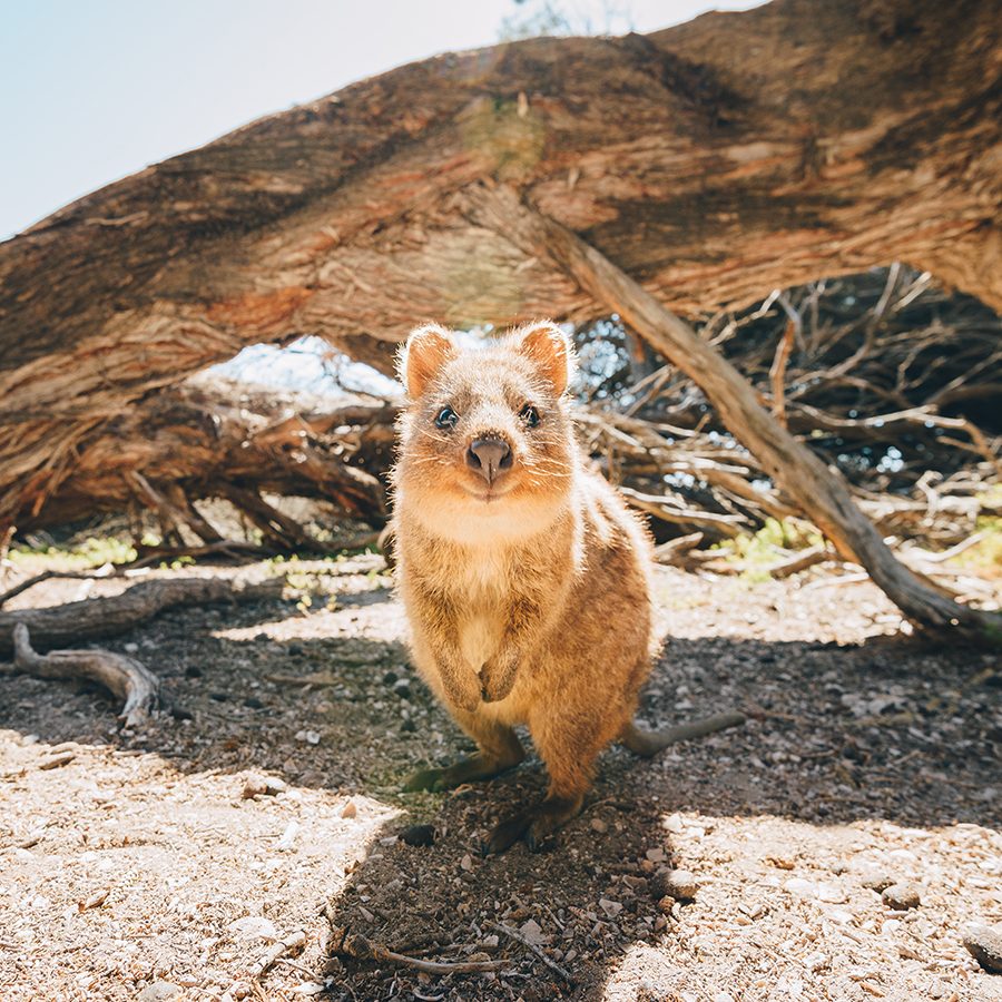 Rottnest Island